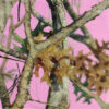 Pink Camo - Napkins Luncheon 16-pack - Image 2